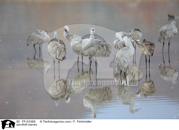 Kanadakraniche / sandhill cranes / FF-03368