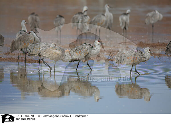 Kanadakraniche / sandhill cranes / FF-03370