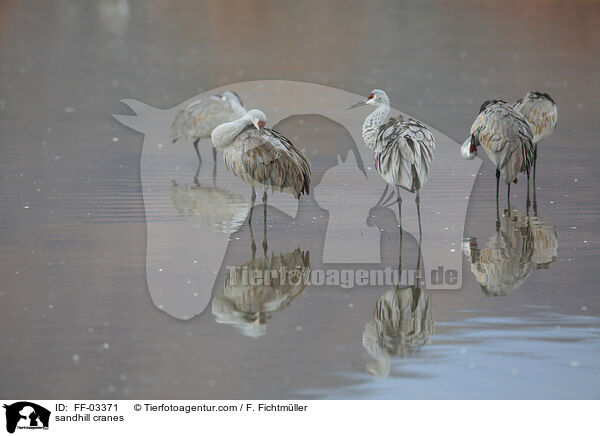 Kanadakraniche / sandhill cranes / FF-03371