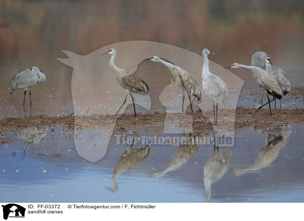Kanadakraniche / sandhill cranes / FF-03372