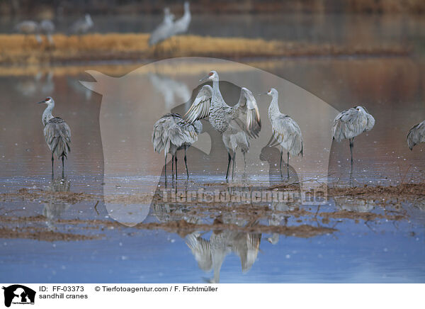 Kanadakraniche / sandhill cranes / FF-03373