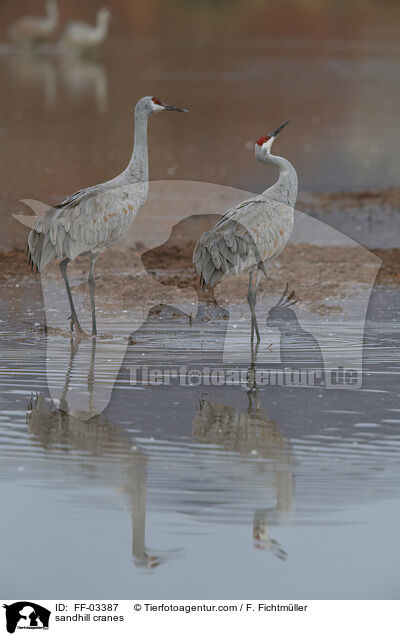 Kanadakraniche / sandhill cranes / FF-03387