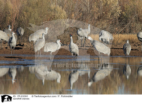 Kanadakraniche / sandhill cranes / FF-03391