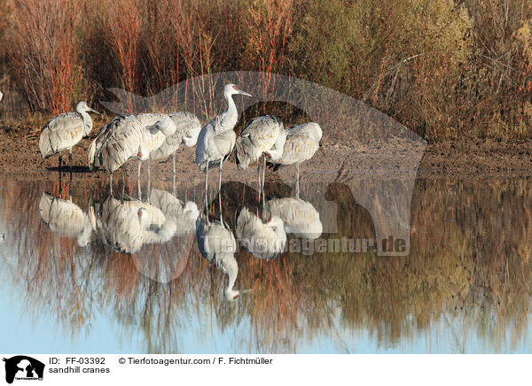 Kanadakraniche / sandhill cranes / FF-03392