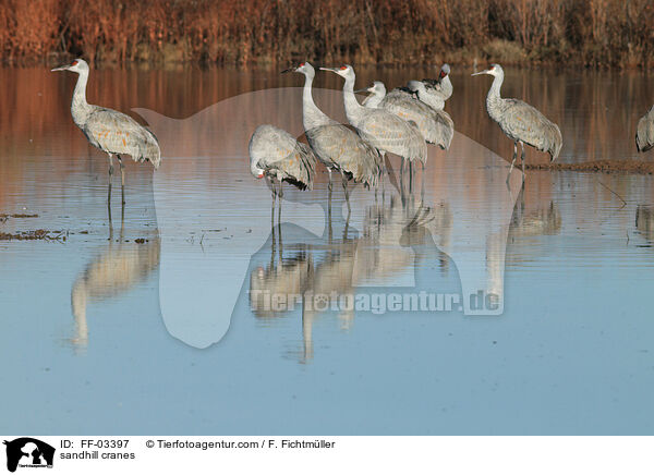 Kanadakraniche / sandhill cranes / FF-03397