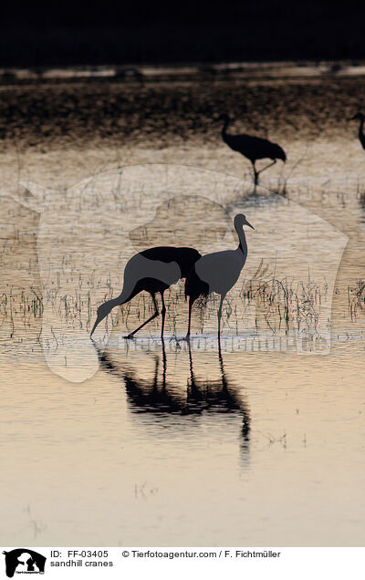 Kanadakraniche / sandhill cranes / FF-03405
