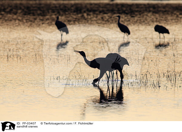 sandhill cranes / FF-03407
