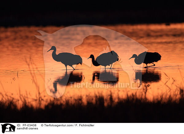 Kanadakraniche / sandhill cranes / FF-03408