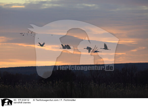 Kanadakraniche / sandhill cranes / FF-03412