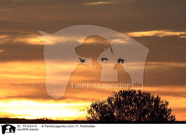 Kanadakraniche / sandhill cranes / FF-03414