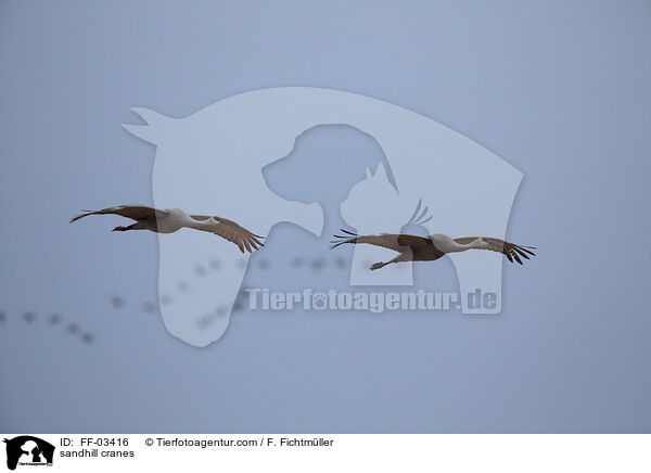 Kanadakraniche / sandhill cranes / FF-03416