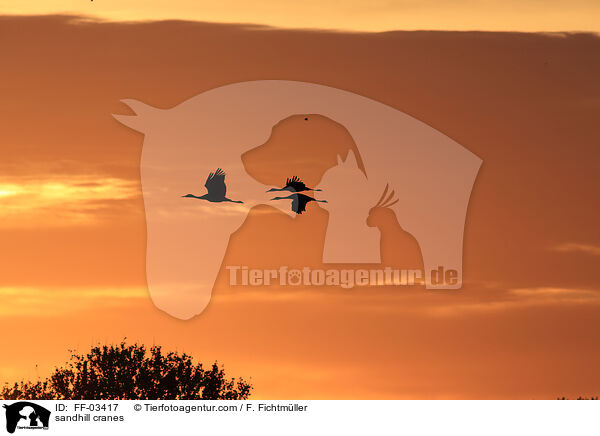 Kanadakraniche / sandhill cranes / FF-03417