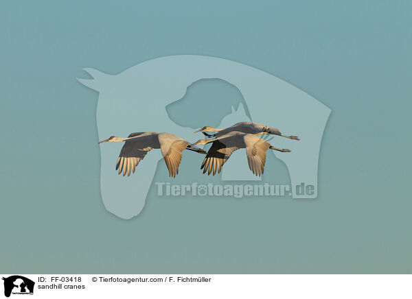 Kanadakraniche / sandhill cranes / FF-03418