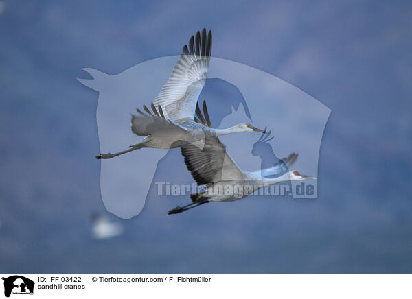 Kanadakraniche / sandhill cranes / FF-03422
