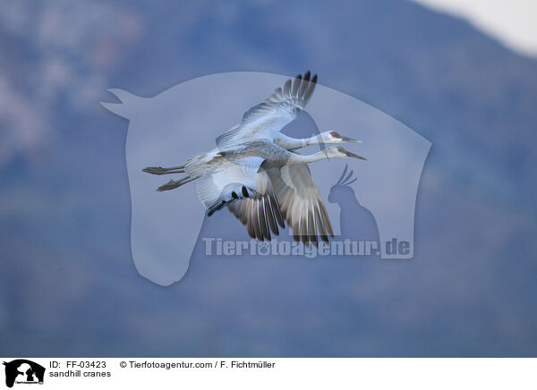 Kanadakraniche / sandhill cranes / FF-03423
