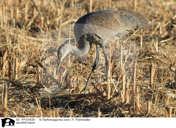 Kanadakranich / sandhill crane / FF-03426