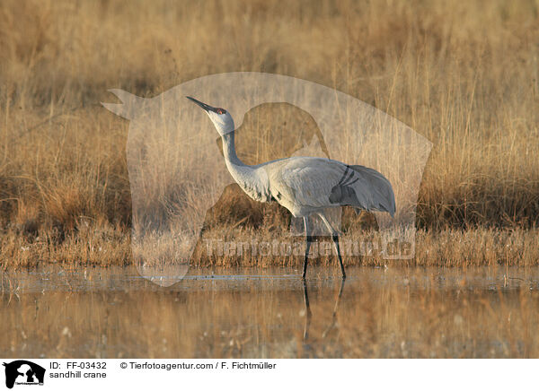 Kanadakranich / sandhill crane / FF-03432