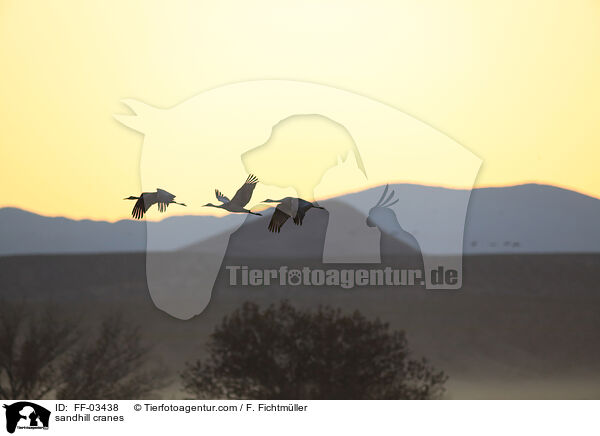 Kanadakraniche / sandhill cranes / FF-03438