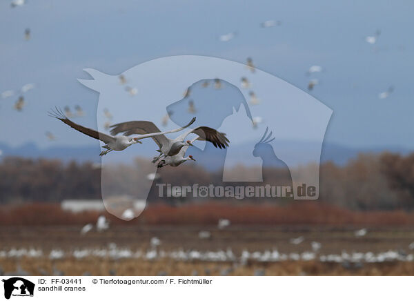 Kanadakraniche / sandhill cranes / FF-03441