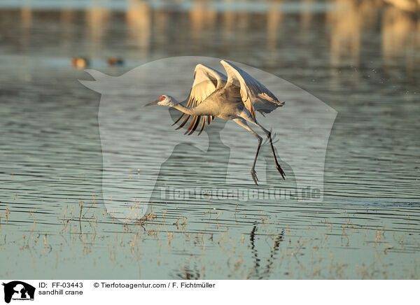 Kanadakranich / sandhill crane / FF-03443