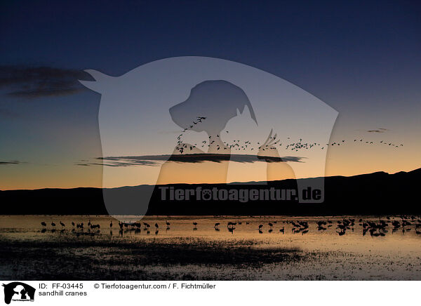 sandhill cranes / FF-03445