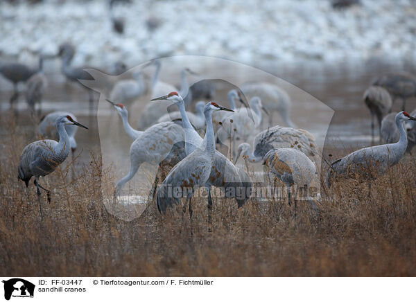 Kanadakraniche / sandhill cranes / FF-03447
