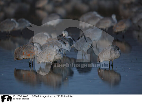 Kanadakraniche / sandhill cranes / FF-03448