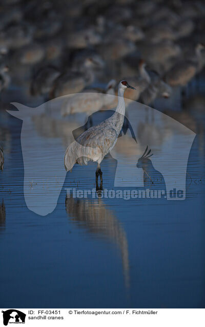 Kanadakraniche / sandhill cranes / FF-03451