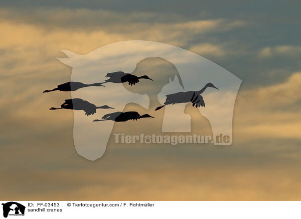 Kanadakraniche / sandhill cranes / FF-03453
