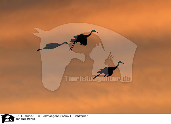 sandhill cranes / FF-03457