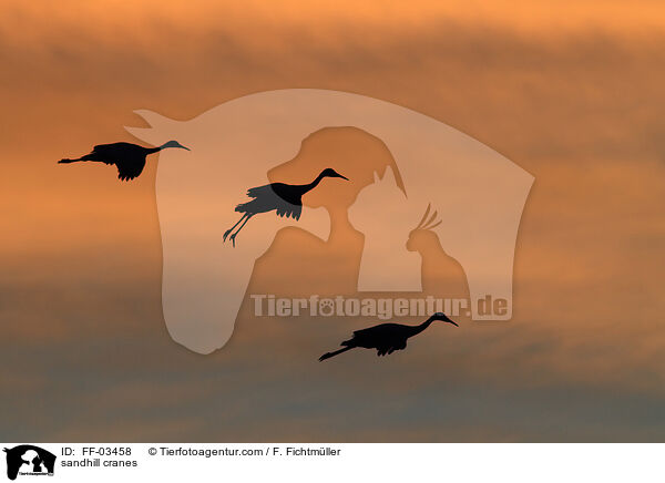 sandhill cranes / FF-03458