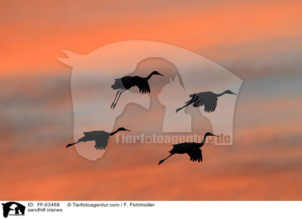 Kanadakraniche / sandhill cranes / FF-03468