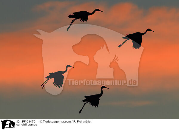 Kanadakraniche / sandhill cranes / FF-03470