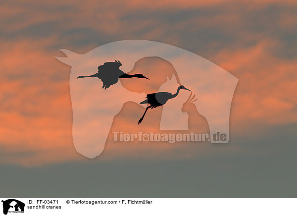 Kanadakraniche / sandhill cranes / FF-03471