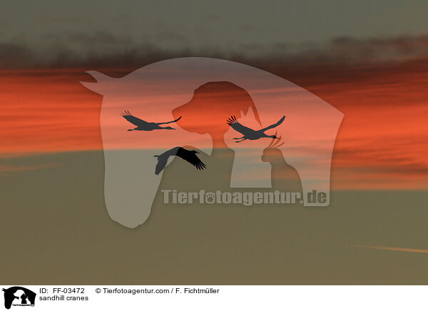 Kanadakraniche / sandhill cranes / FF-03472