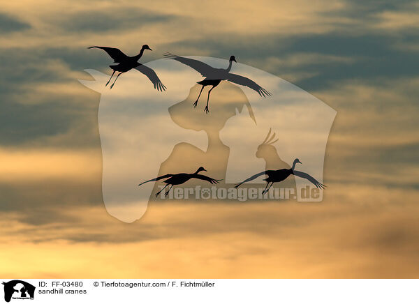 Kanadakraniche / sandhill cranes / FF-03480