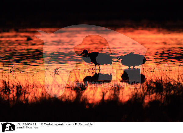 Kanadakraniche / sandhill cranes / FF-03481