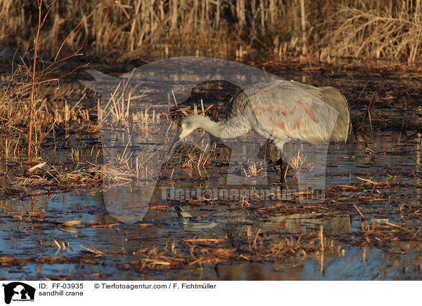 Kanadakranich / sandhill crane / FF-03935