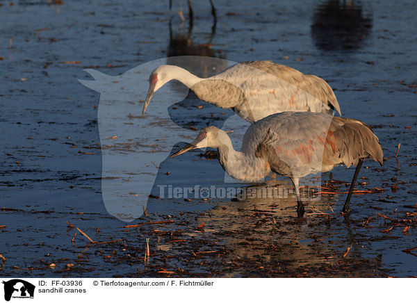 Kanadakraniche / sandhill cranes / FF-03936
