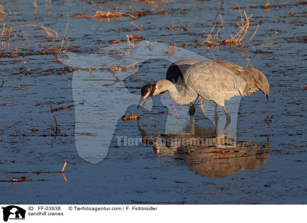 Kanadakraniche / sandhill cranes / FF-03938