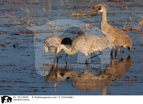 Kanadakraniche / sandhill cranes / FF-03939