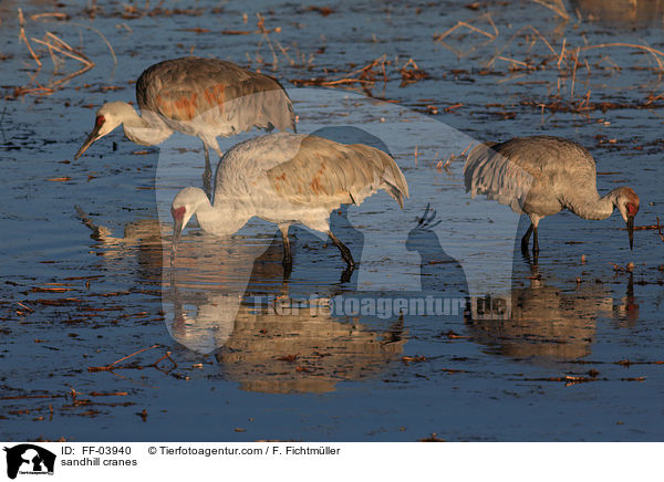 Kanadakraniche / sandhill cranes / FF-03940