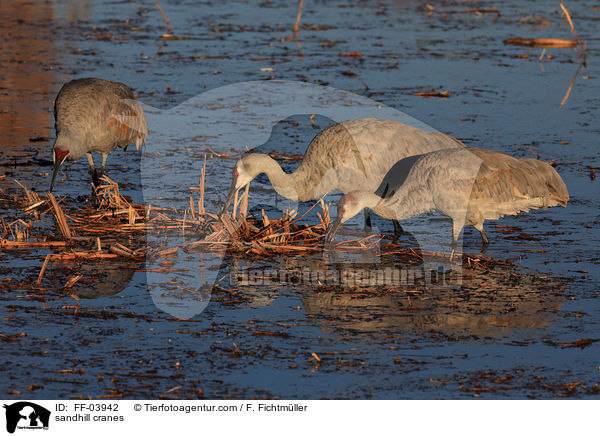 Kanadakraniche / sandhill cranes / FF-03942