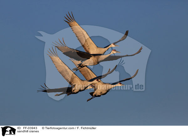 Kanadakraniche / sandhill cranes / FF-03943