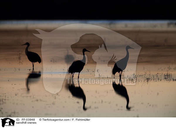 Kanadakraniche / sandhill cranes / FF-03948