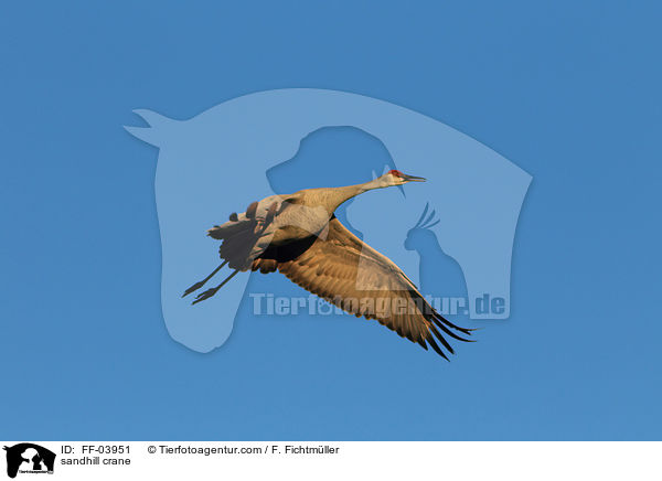 sandhill crane / FF-03951