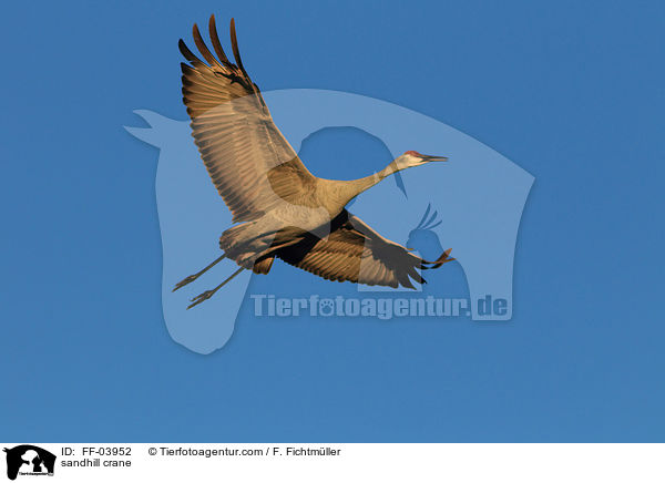 sandhill crane / FF-03952