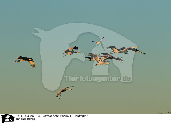 Kanadakraniche / sandhill cranes / FF-03956
