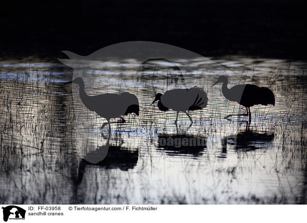 Kanadakraniche / sandhill cranes / FF-03958