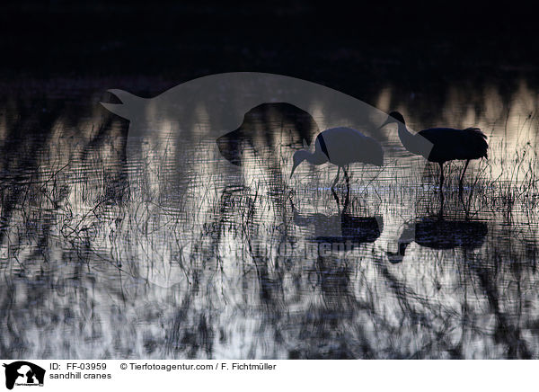 Kanadakraniche / sandhill cranes / FF-03959